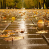 Осень шла по тротуару