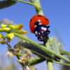 Coccinellidae