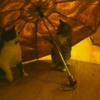 иди отсюда,это мой зонт!