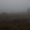 Ёжик в тумане