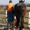 Дружба мальчика и лошади.