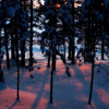 Морозный закат в зимнем лесу.
