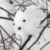 Снежный зверь.