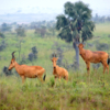 Антилопы Jackson's hartebeest.