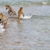 Купание на острове обезьян