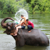Купание тайского слона