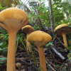Золотые грибы