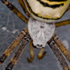 Argiope bruennichi