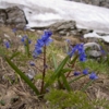 Пролеска (Scilla bifolia)