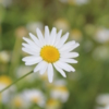 camomile