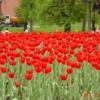 ТЮЛЬПАНЫ
