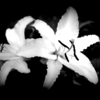 Lilies