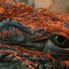 Крокодиловый глаз