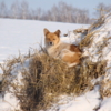 Собака на сене 2