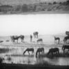 Лошади на водопое