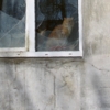 Кот, кошка и осколки стекла