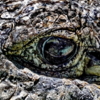 Взгляд крокодила