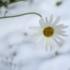 Первый снег и последняя ромашка.
