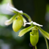 Cypripedium lawrenceanum