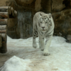 Белый тигр. Московский зоопарк