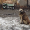 СОБАЧЬЯ  жизнь