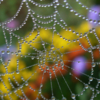 Цветовая система паука