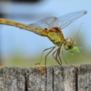 Sympetrum vulgatum