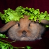 Кролик свежий  под салатом