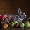 Кролик в яблоках