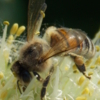 пчела на сборе урожая