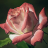 "Портрет" розы