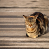 Кротость