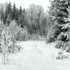 В зимнем  лесу