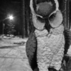 Огонек ночи