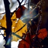 Осенний свет