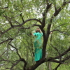 слияние с природой...девушка и дерево в зеленом...