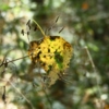 Желтый лист осенний