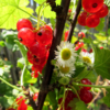 Солнечные ягоды