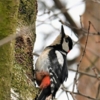 Не болит голова у дятла!