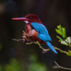 Bird kingfisher