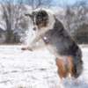собака и снег