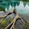 Пень в озере Мёны