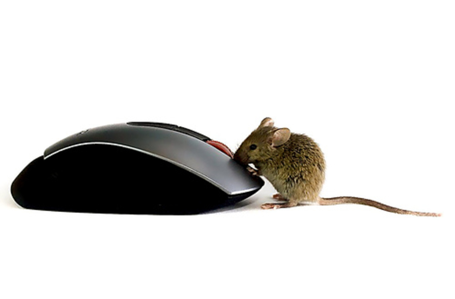 Чисто мышь. С мышью по жизни. Мышки друзья. Жизнь мышей. С мышкой по жизни.