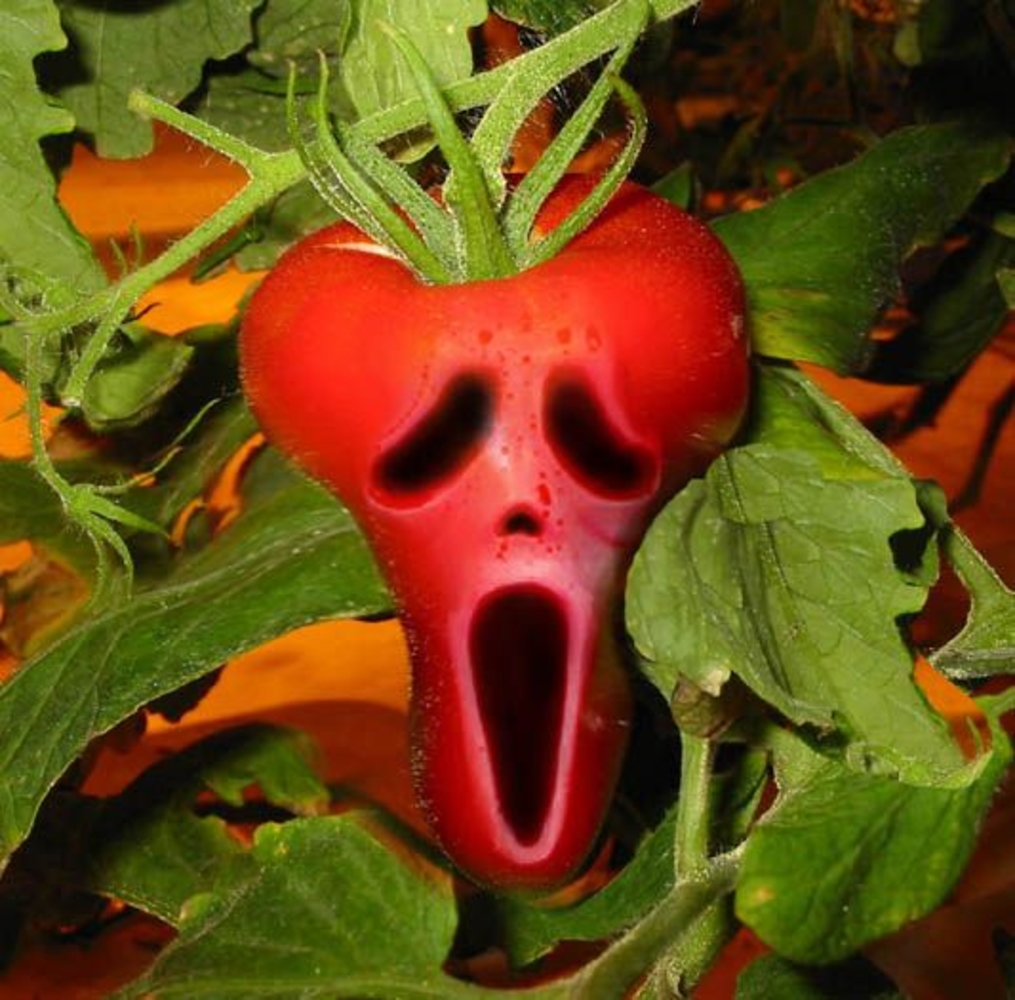 Смешной помидор. Смешные овощи. Смешной томат.