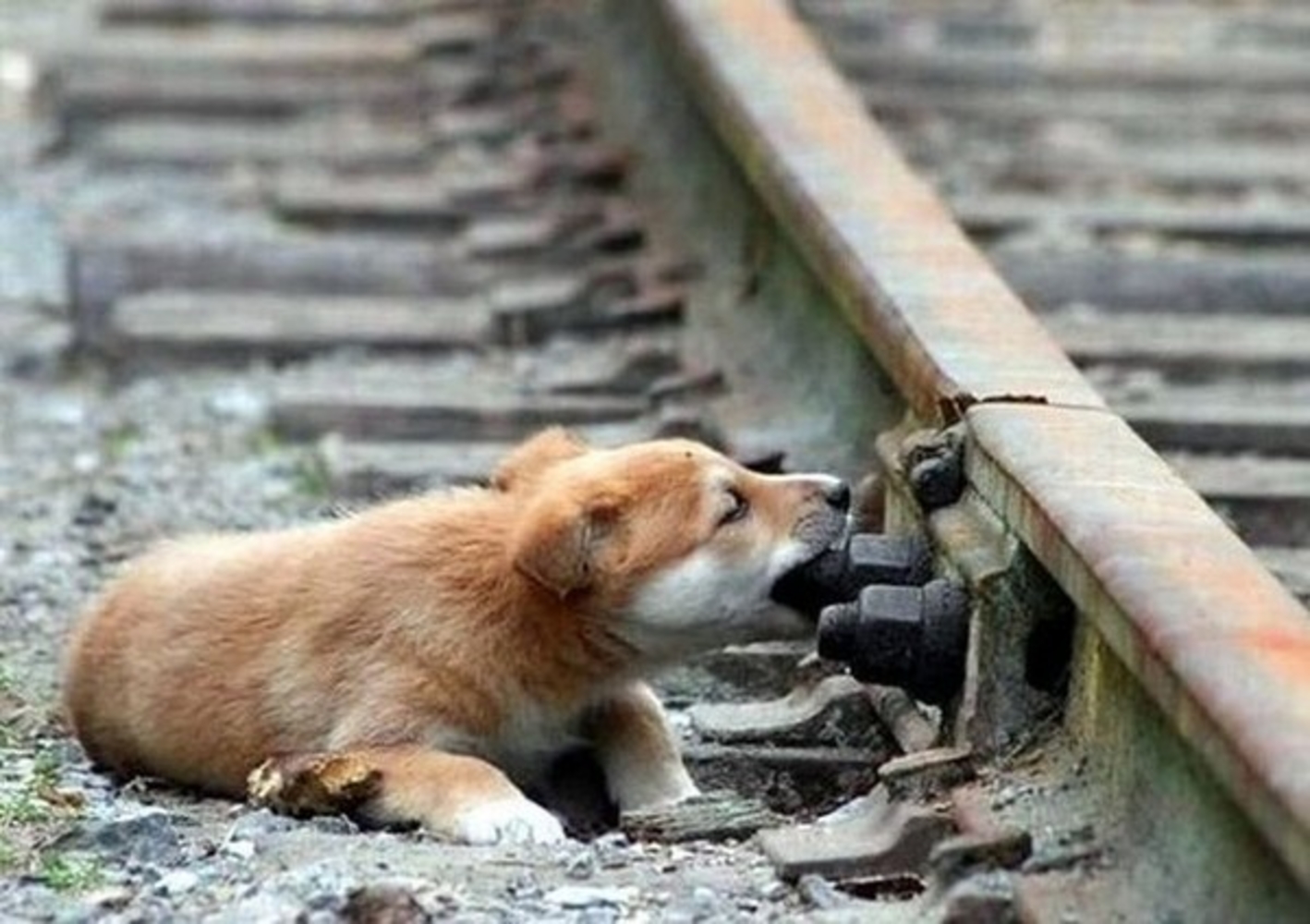Попили улицу. Рыжая дворняга. Животные на железной дороге. Собака на железной дороге.