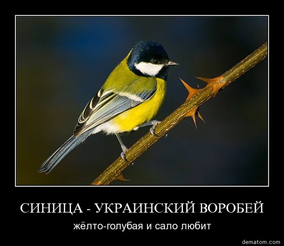 Синица плотоядная. Синицы. Птицы картинки. Птичка синичка. Хищная синица.