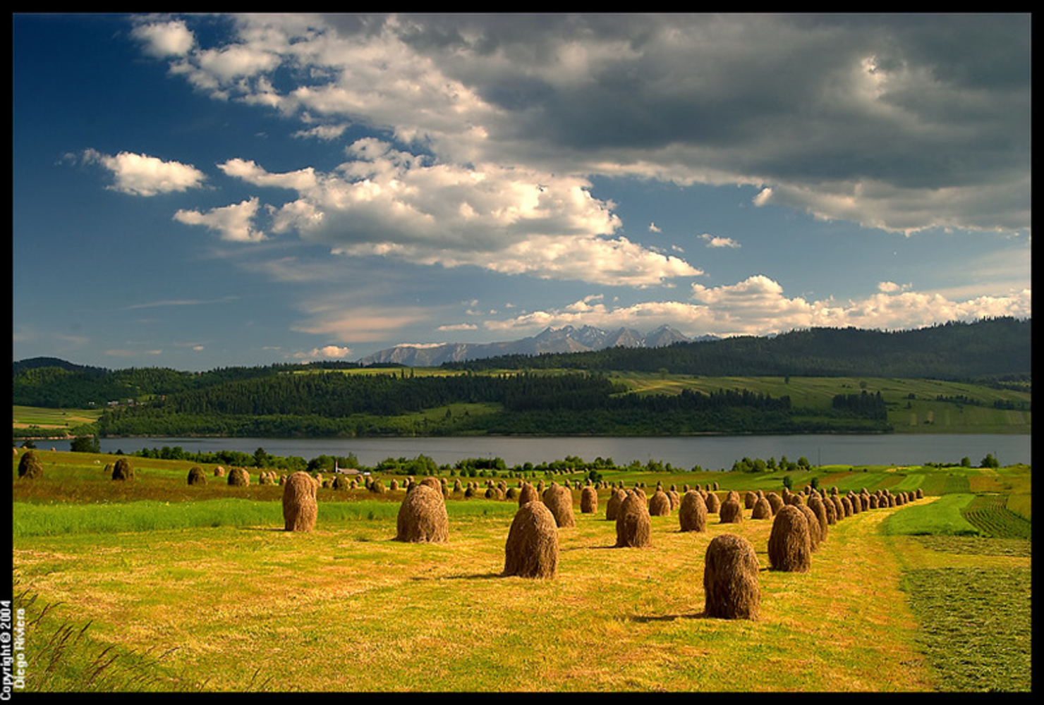 Поле 2011