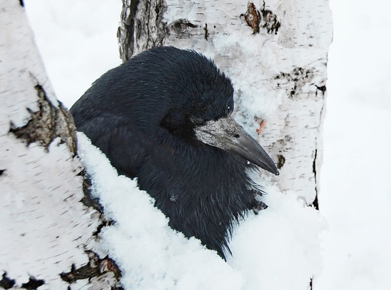 Жила ворона в заколоченном на зиму ларьке