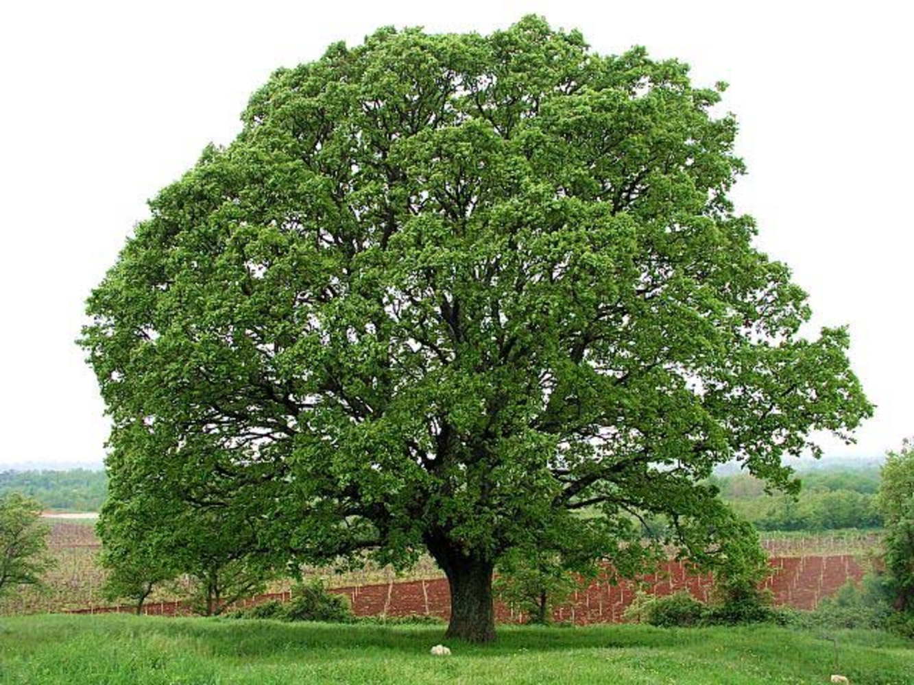 Дубок дерево фото