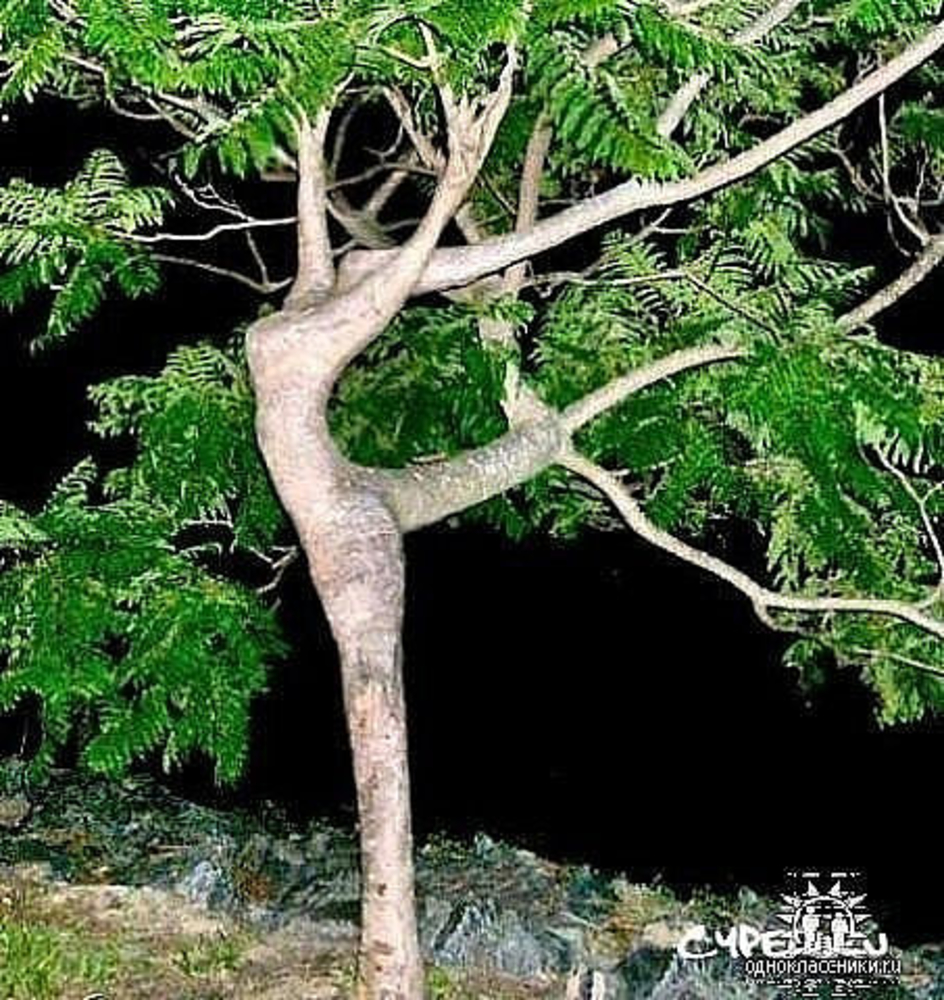 чудо дерево фото